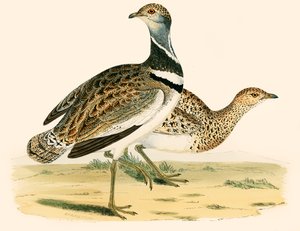 Lille bustard